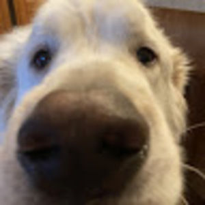 Meet your Posher, Abbey